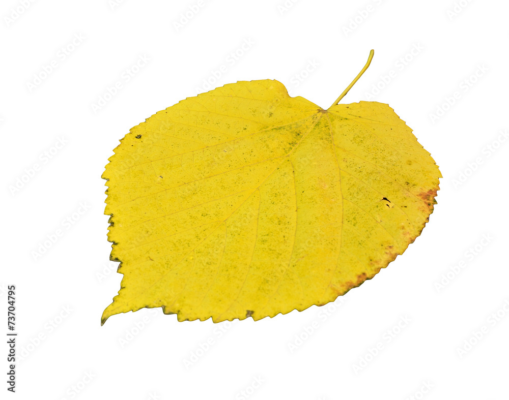Naklejka premium poplar autumn yellow green leaf isolated front side