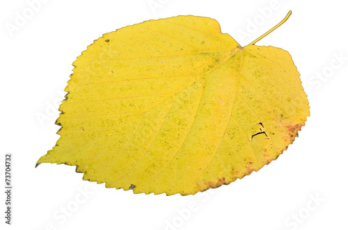 poplar autumn yellow green leaf isolated