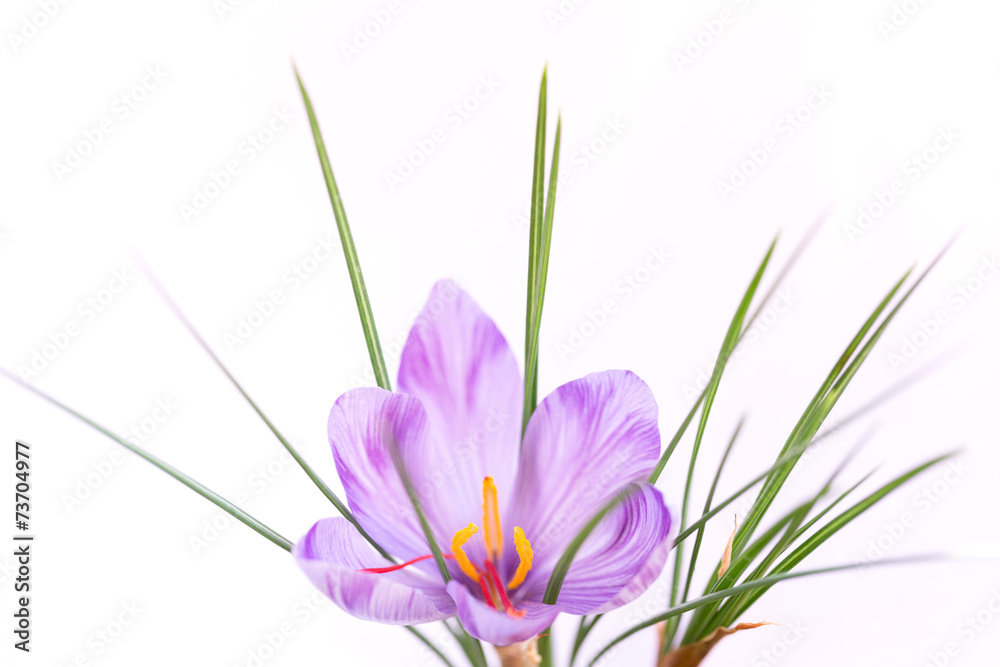 Fototapeta premium サフランの花