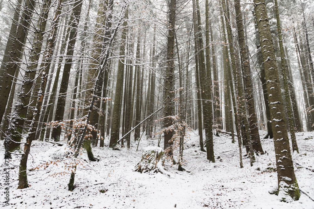 Fototapeta premium Picturesque forest during winter