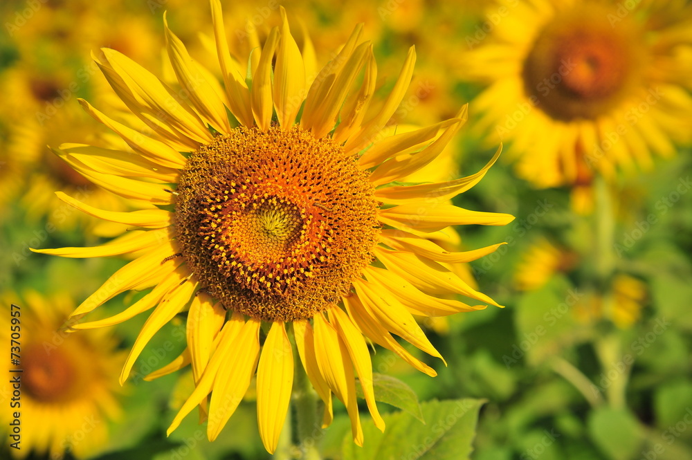 Sunflower Fields in Spring Season