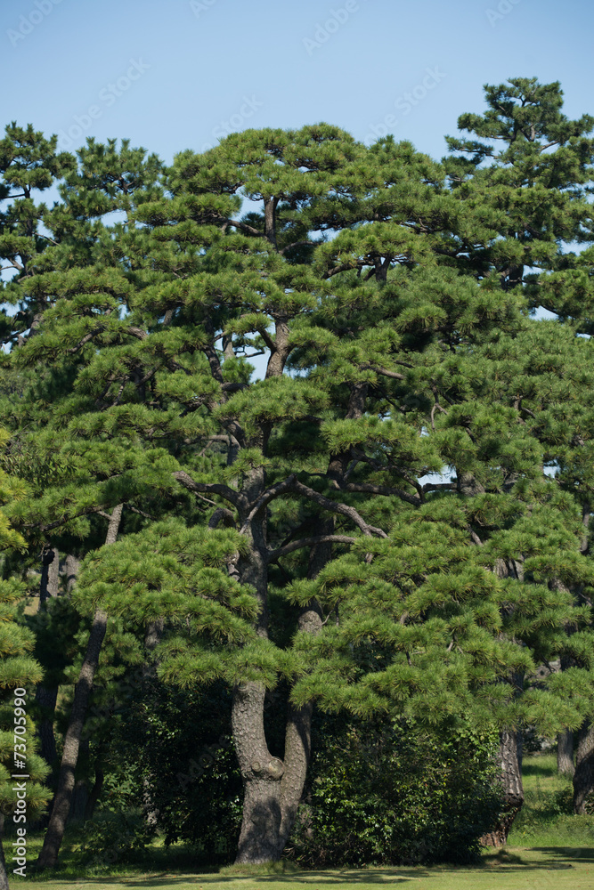 Fototapeta premium 皇居外苑の黒松並木
