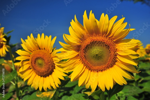 Sunflowers Head Close-Up Shot