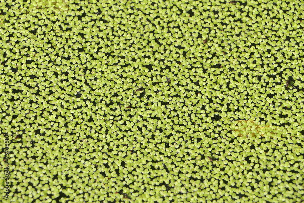 Duckweed Duckweed