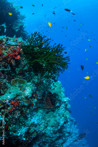 Black sun coral and reef fishes in Banda, Indonesia underwater