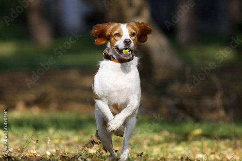 Brittany spaniel dog playing with ball in park, autumn
