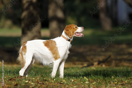 Brittany spaniel dog happily playing in park, autumn