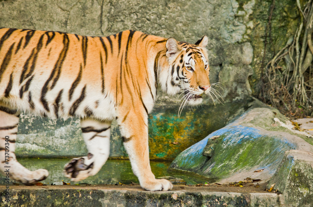 indochinese tiger
