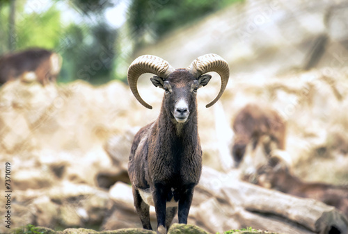 Montecristo goat portrait Italy