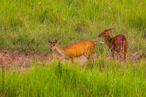 Fototapeta Naklejka Na Ścianę i Meble -  Couple of Barking Deer (Muntjacs or Mastreani deer)