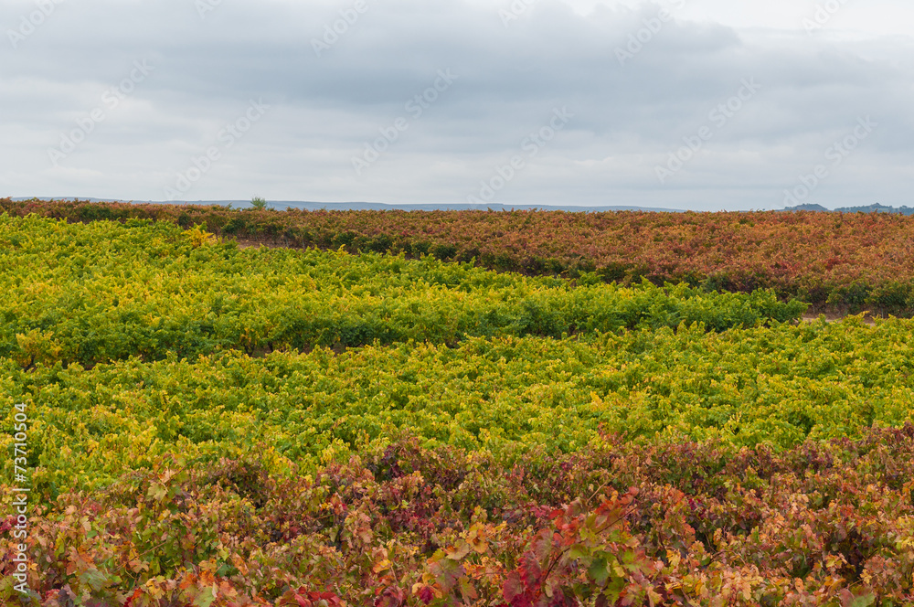 Vineyards in autumn colors