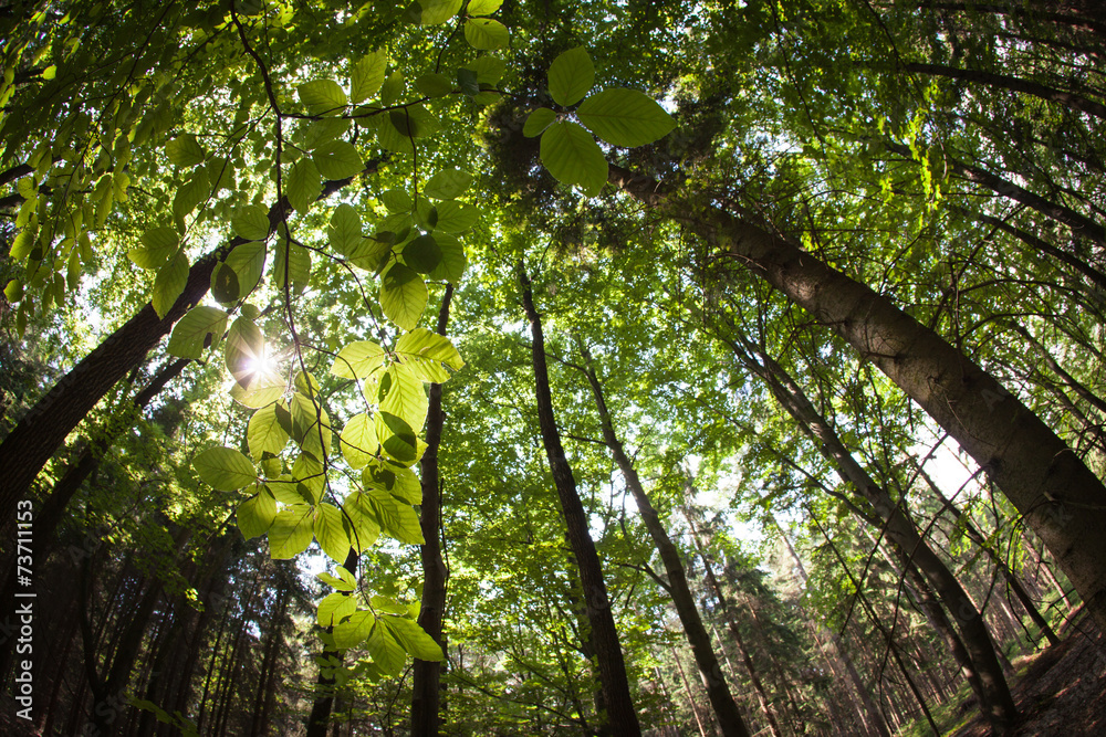 Obraz premium spring forest treetops (intentionally distorted image)
