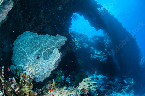 Fotografie Sea fan Annella mollis in Banda, Indonesia underwater