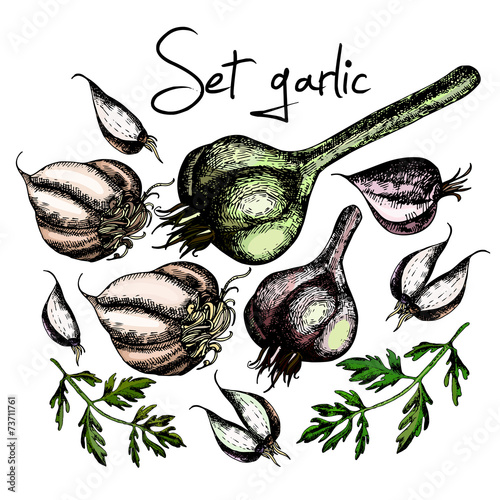 Set of garlic. Illustrations. Vector.