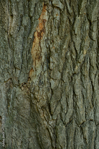 Fototapeta Naklejka Na Ścianę i Meble -  Wooden texture close-up