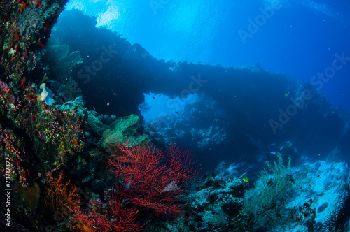 Fototapeta Naklejka Na Ścianę i Meble -  Sea fan Melithaea, sea fan Subergorgia in Banda underwater