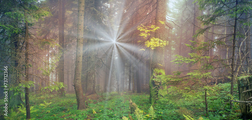 Fototapeta Naklejka Na Ścianę i Meble -  Radiance misty forest