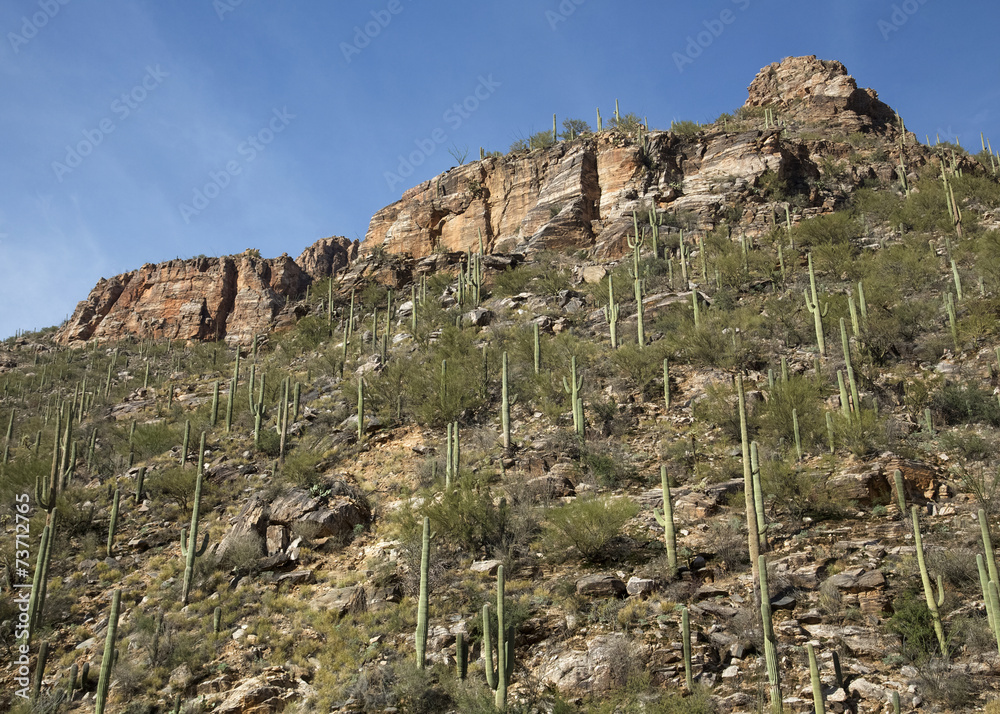 Hill of Saguaros