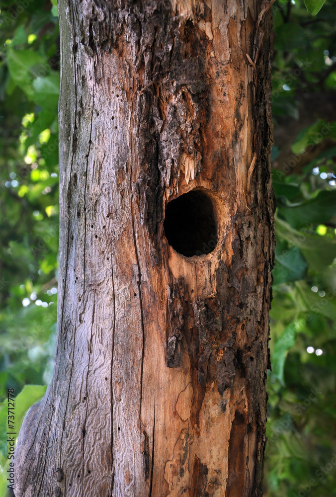 tree trunk with woodpecker hollow tree trunk with woodpecker hollow