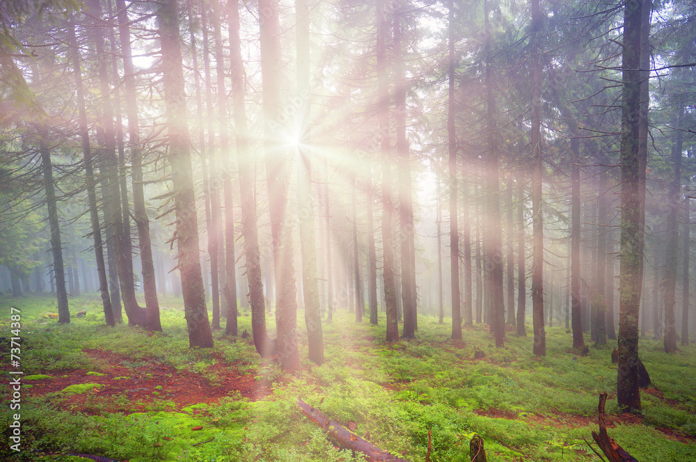 Obraz premium rays of the Sun