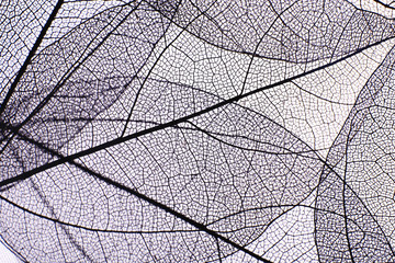 Papier peint photo Nervures de feuilles Decorative skeleton leaves background  © Africa Studio