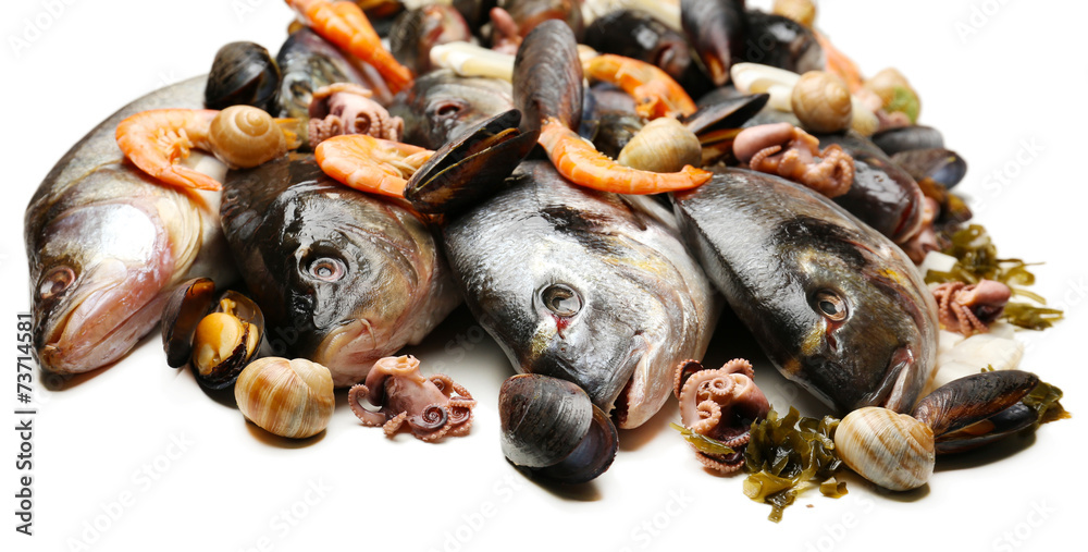 Fresh catch of fish and other seafood isolated on white Fresh catch of fish and other seafood isolated on white