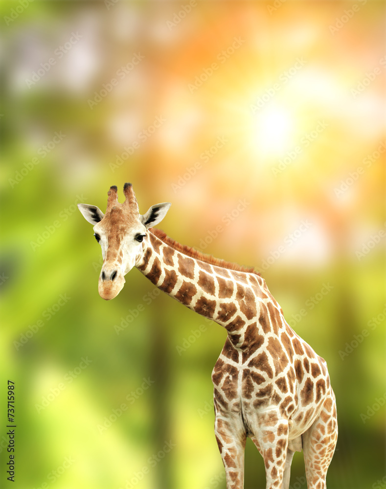 Obraz premium Giraffe