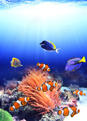 Sea anemone and clown fish #73715943