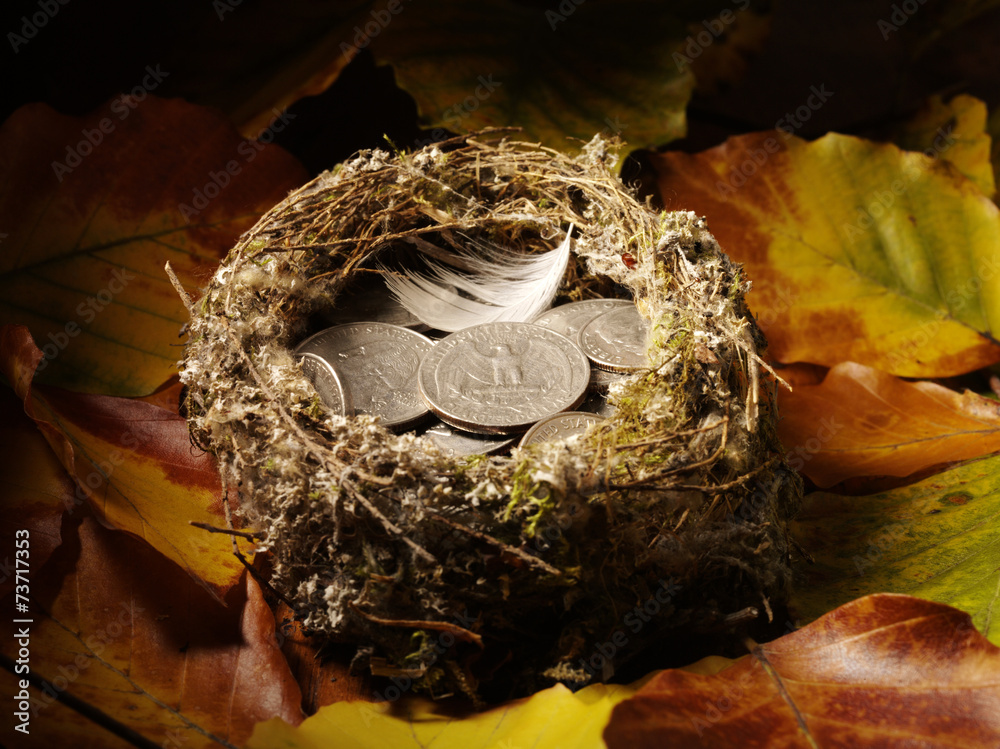 American dollars in a bird's nest with autumn leaves