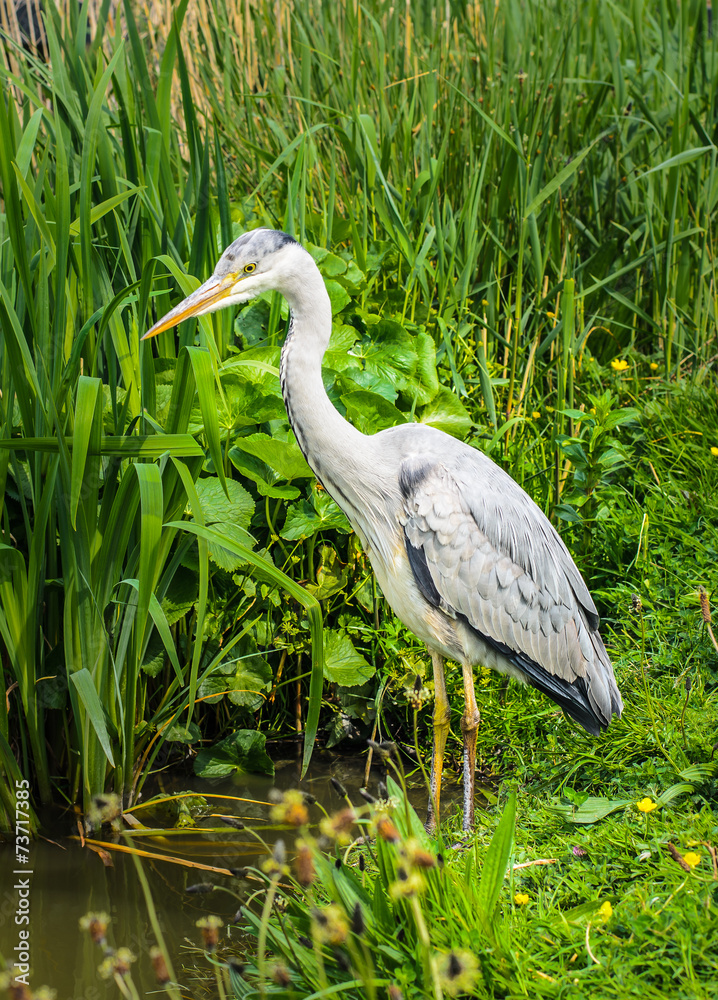 Fototapeta premium Great gray heron waiting for a catch