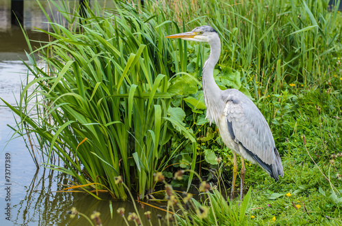 Great gray heron waiting for a catch photo