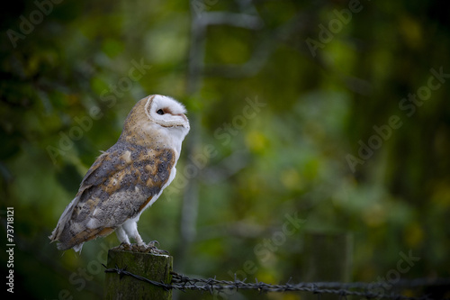 Woodland Barn Owl 3