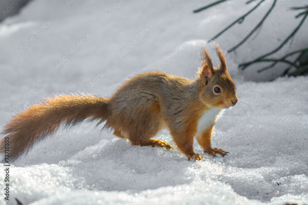 Red Squirrel standing on snow