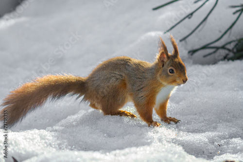 Red Squirrel standing on snow © Michael Conrad