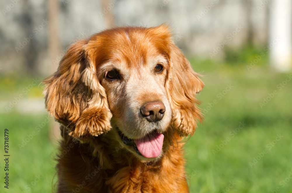 Portrait of Cocker Spaniel