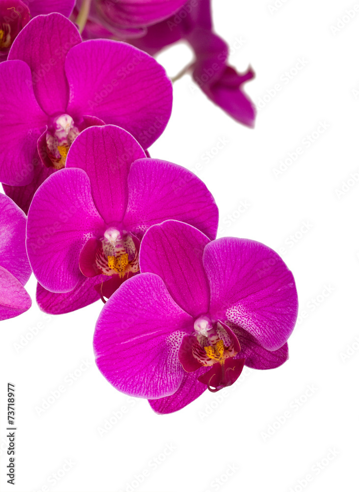 Violet orchid Violet orchid