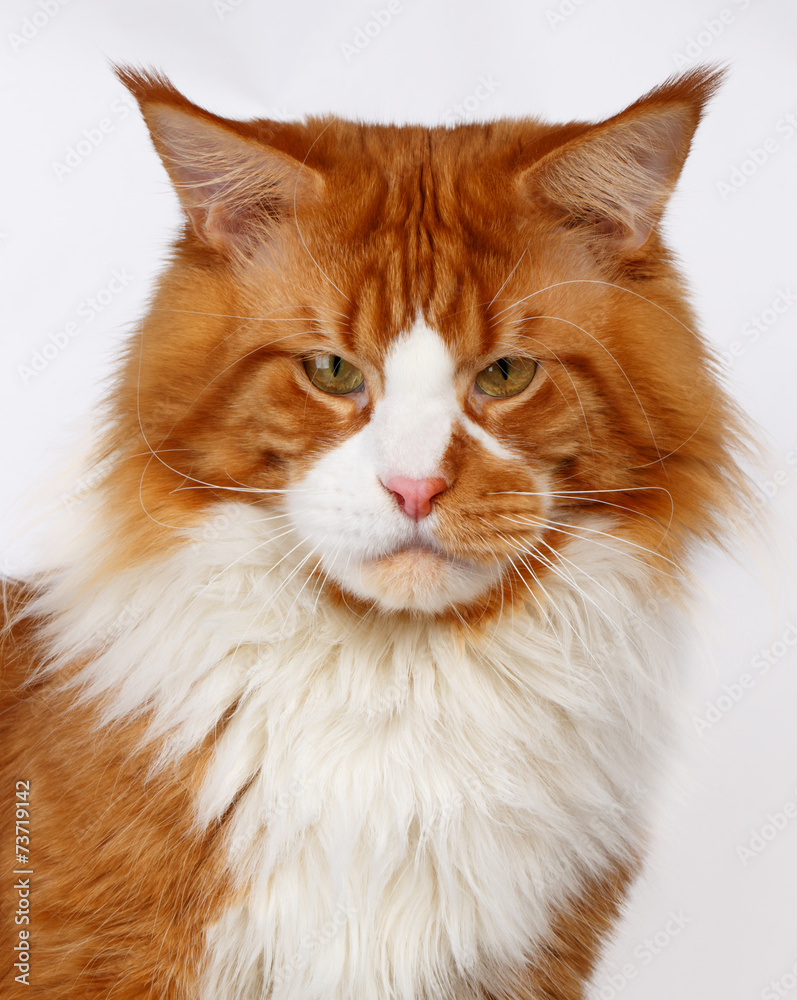 closeup ginger Maine Coon cat