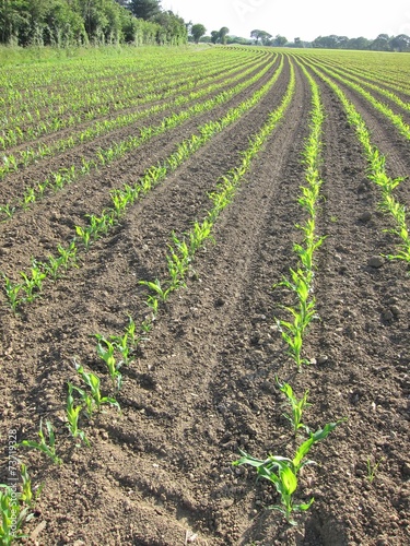 Photos Corn  field in  Spring