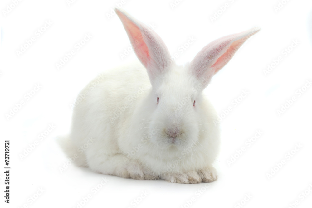 Fototapeta premium white rabbit