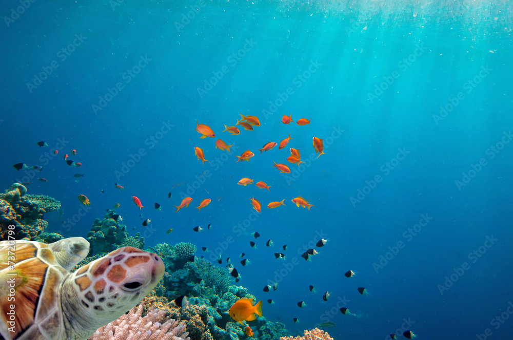 Naklejka premium sea turtle swimming over coral reef