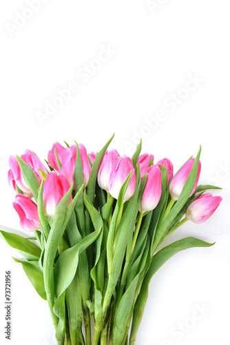pink tulips © Denis Tabler