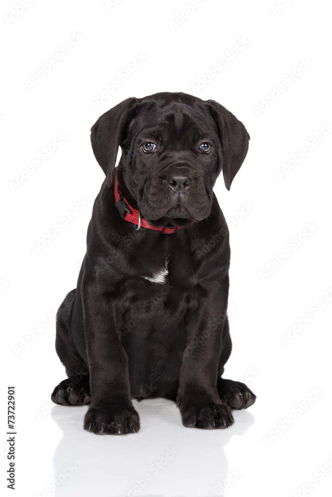black cane corso puppy in a collar