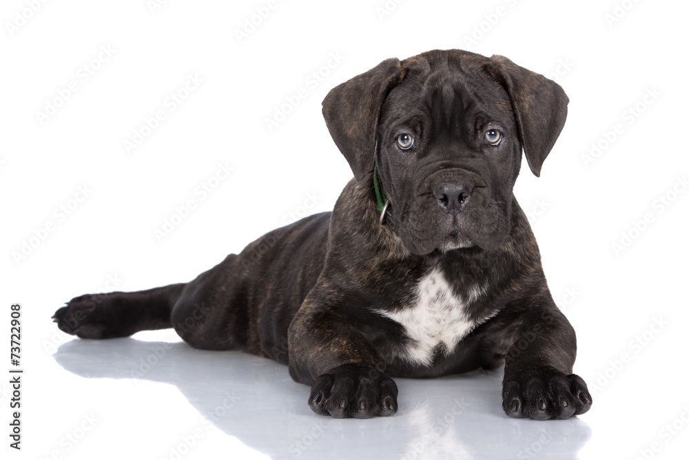 brindle cane corso puppy lying down