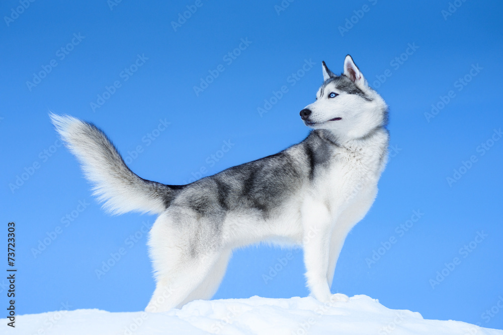 Fototapeta premium Siberian husky on blue sky background