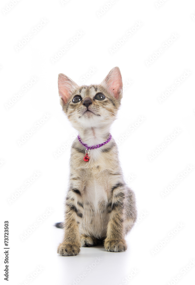 Obraz premium Cute tabby kitten isolated