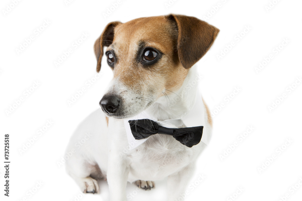 Dog elegant clothes