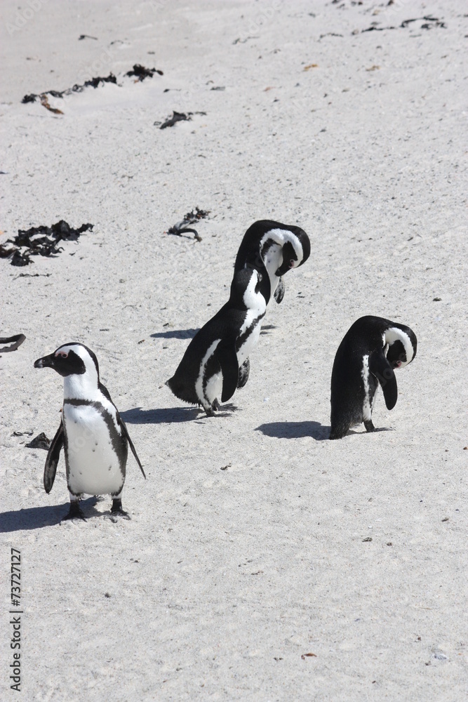 Fototapeta premium Afrikanische Pinguine Strand Simons Town