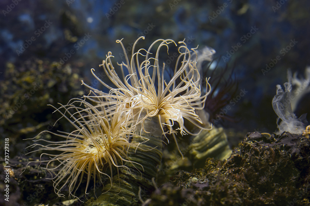 Sea anemone Sea anemone