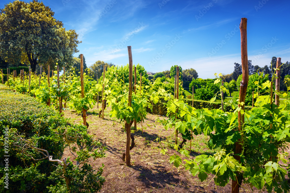 Vineyard landscape  in Tuscany, Italy