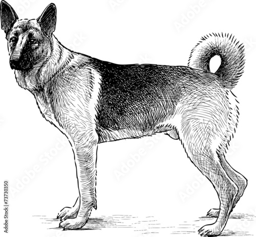 German shepherd